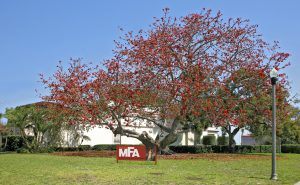 mfa-kapok-tree