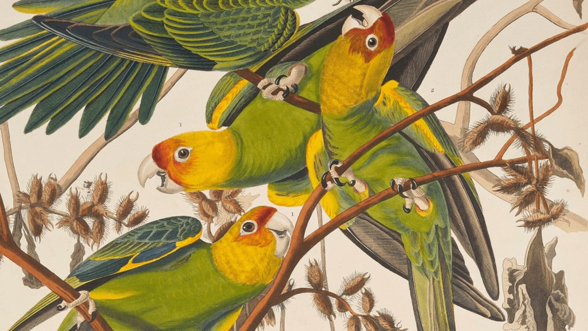 Upcoming Exhibitions at the MFA