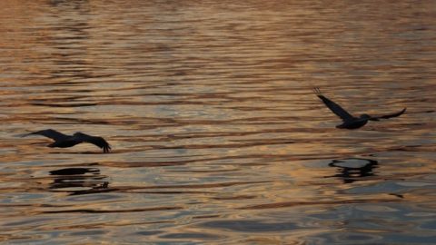 Birding on the Bay with the MFA