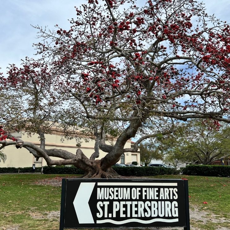 Museum of Fine Arts, St. Petersburg Bombax Tree