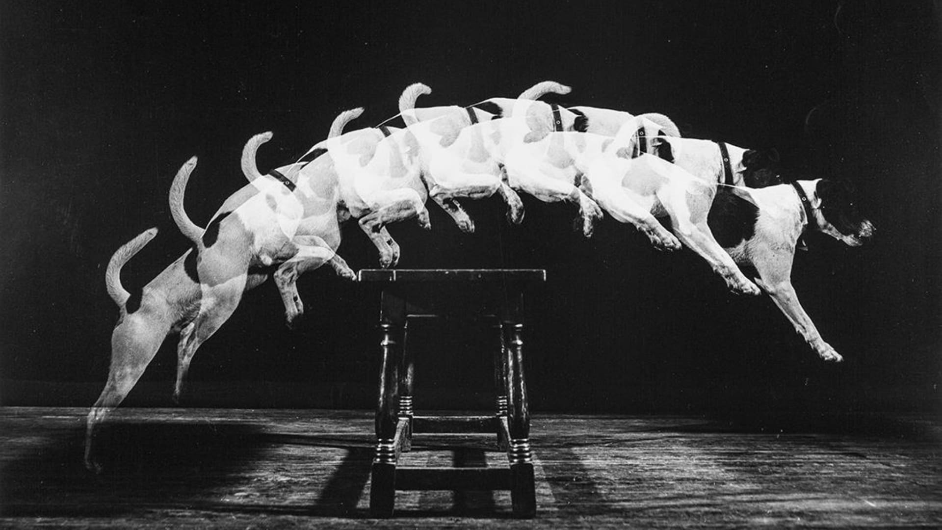 Best in Show | Dogs in Art at the MFA exhibition at the Museum of Fine Arts, St. Petersburg