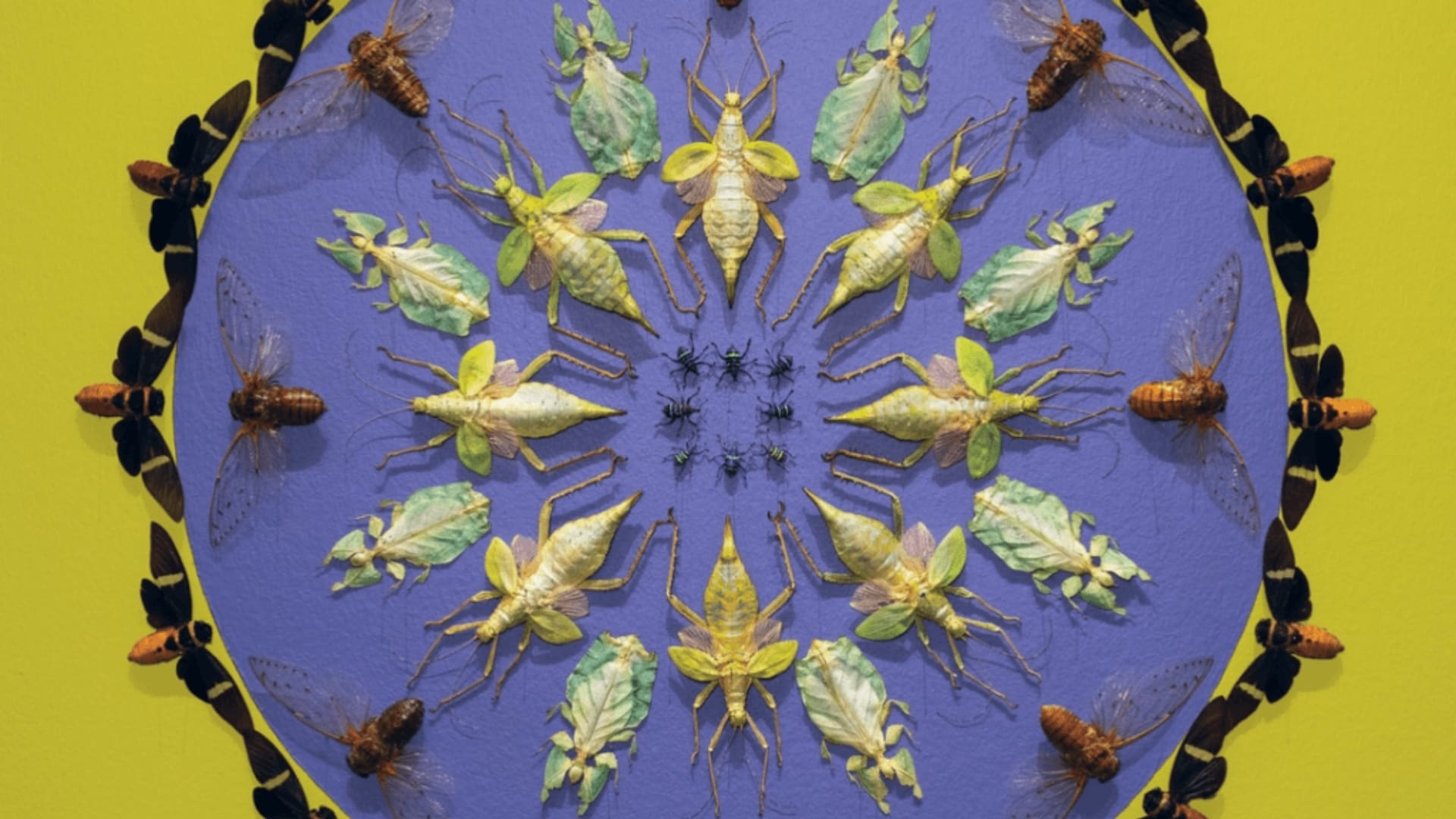 The Grasshopper and the Ant and other Stories as told by Jennifer Angus at the Museum of Fine Arts, St. Petersburg